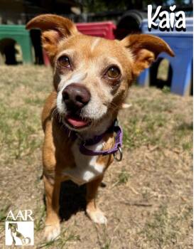 Kaia -  Chihuahua and Dachshund Dog for Adoption in Magnolia, Texas - Kaia | PetCurious