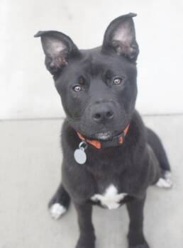 Brennan -  Shepherd Dog for Adoption in Pontiac, Michigan - Brennan | PetCurious
