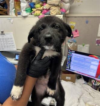 German Shepherd Dog and Mixed Breed Dogs Available for Adoption in Stockton, California - YOSHI | PetCurious