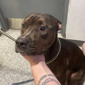 Willow -  Mixed Breed Dog for Adoption in Port Charlotte, Florida - Willow | PetCurious