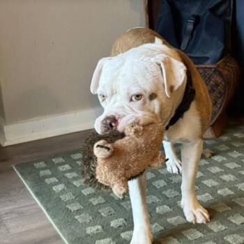 Augustus -  American Bulldog Dog for Adoption in Austin, Texas - Augustus | PetCurious