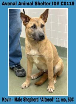 Rescue Shepherd Dogs for Adoption in Avenal, California - Kevin | PetCurious