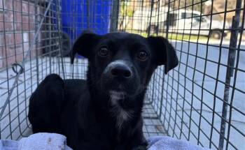 Chihuahua and Mixed Breed Dogs Available for Adoption - A777866 | PetCurious