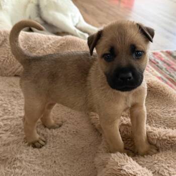 Shepherd and Mixed Breed Dogs Available for Adoption in Austin, Texas - Cinderella | PetCurious