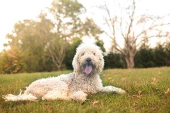 Rescue Poodle and Mixed Breed Dogs for Adoption in Gradyville, Kentucky - Bentley | PetCurious