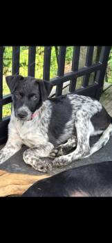 Roxy -  Spaniel Dog for Adoption in New York, New York - Roxy | PetCurious