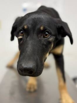 Rescue Shepherd and Mixed Breed Dogs for Adoption in Lockhart, Texas - Lucy-Darling | PetCurious