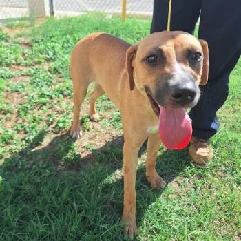 Gracie -  Labrador Retriever and Black Mouth Cur Dog for Adoption in Austin, Texas - Gracie | PetCurious