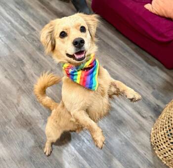Dachshund and Golden Retriever Dogs Available for Adoption in Friendswood, Texas - Dime Piece The Mini Golden Bachelor | PetCurious