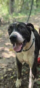 Phoenix -  Hound Dog for Adoption in Jackson, Mississippi - Phoenix | PetCurious