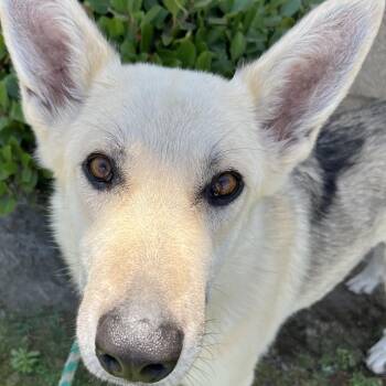 Rescue German Shepherd Dog Dogs for Adoption in Bellflower, California - Estrella (now Bella) | PetCurious