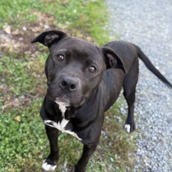 Rescue Pit Bull Terrier Dogs for Adoption in Ridgely, Maryland - Demi | PetCurious