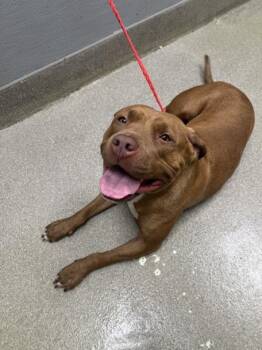 Rescue Pit Bull Terrier Dogs for Adoption in Las Vegas, Nevada - WILLOW | PetCurious