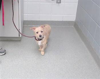 SYNERGY -  Dachshund and Mixed Breed Dog for Adoption in Omaha, Nebraska - SYNERGY | PetCurious