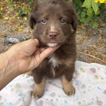 Freya -  Shepherd Dog for Adoption in Harlingen, Texas - Freya | PetCurious