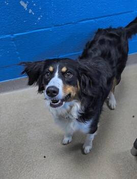 Australian Shepherd Dogs Available for Adoption in New Cumberland, West Virginia - Pupcake | PetCurious