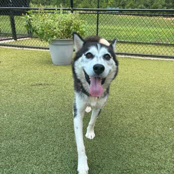 Wandering Star -  Husky Dog for Adoption in Greensboro, North Carolina - Wandering Star | PetCurious