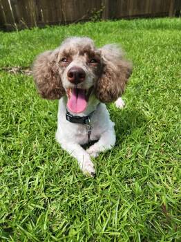 Stevie -  Miniature Poodle Dog for Adoption in Baton Rouge, Louisiana - Stevie | PetCurious