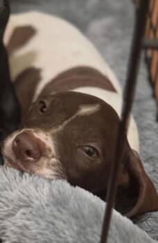 Mixed Breed Dogs Available for Adoption - Ducky | PetCurious