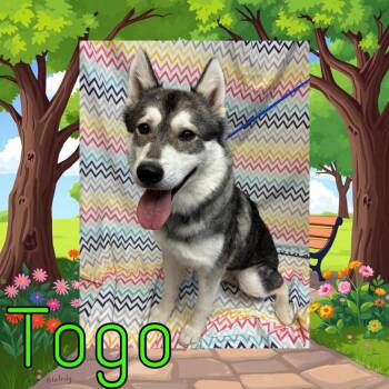 Togo -  Klee Kai Dog for Adoption in Royse City, Texas - Togo | PetCurious