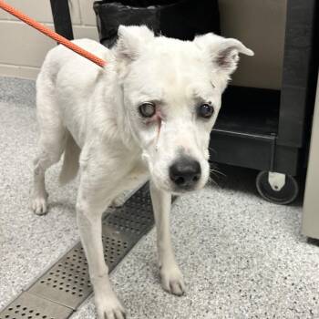 Cattle Dog Dogs Available for Adoption in Reno, Nevada - Sierra | PetCurious