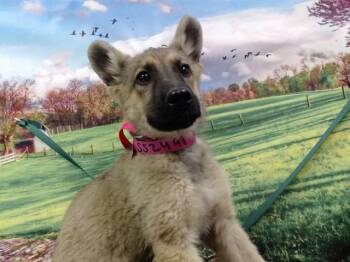 A552491 -  German Shepherd Dog and Mixed Breed Dog for Adoption in Moreno Valley, California - A552491 | PetCurious