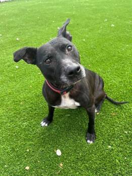 SADIE -  Mixed Breed Dog for Adoption in Jacksonville, Florida - SADIE | PetCurious