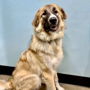 Whistler -  Great Pyrenees and Mixed Breed Dog for Adoption in Portland, Oregon - Whistler | PetCurious