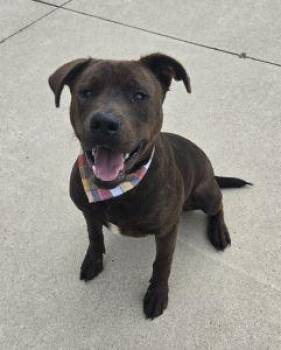 Hershey -  Pit Bull Terrier Dog for Adoption in Bucyrus, Ohio - Hershey | PetCurious