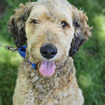 Bernedoodle Dogs Available for Adoption in Shiloh, Illinois - Sarge | PetCurious