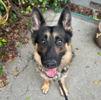 German Shepherd Dog Dogs Available for Adoption - Henry A437787 | PetCurious