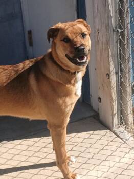 Mixed Breed Dogs Available for Adoption - Whitney | PetCurious