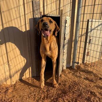 Treeing Walker Coonhound Dogs Available for Adoption in Sentinel, Oklahoma - Copper | PetCurious