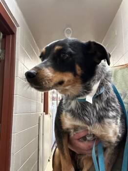 Pixie -  Australian Cattle Dog Blue Heeler and Mixed Breed Dog for Adoption in Rock Springs, Wyoming - Pixie | PetCurious