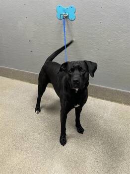 WAYNE -  Labrador Retriever Dog for Adoption in Las Vegas, Nevada - WAYNE | PetCurious