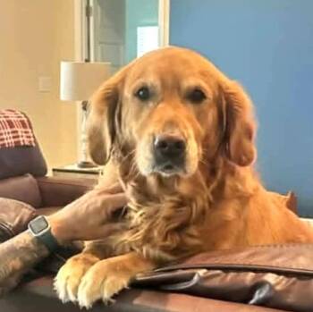 Crystal AV in MS -  Golden Retriever Dog for Adoption in Warwick, Rhode Island - Crystal AV In MS | PetCurious