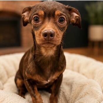 Oscar -  Dachshund Dog for Adoption in Homewood, Illinois - Oscar | PetCurious