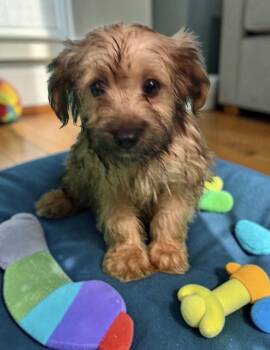 Albus -  Maltipoo Dog for Adoption in Camp Pendleton North, California - Albus | PetCurious