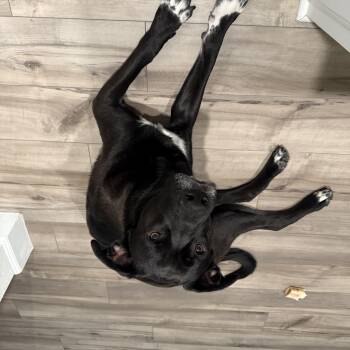 Otto GDP -  Black Labrador Retriever and German Shepherd Dog Dog for Adoption in Dallas, Texas - Otto GDP | PetCurious