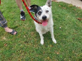 Parson Russell Terrier and Mixed Breed Dogs Available for Adoption in Rowlett, Texas - PATCH | PetCurious