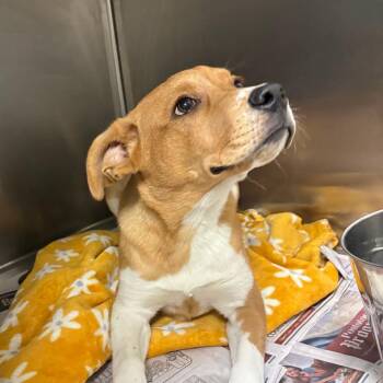 Maribel 042711U -  Labrador Retriever and Mixed Breed Dog for Adoption in Tupelo, Mississippi - Maribel 042711U | PetCurious