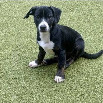 SPRUCE -  Terrier Dog for Adoption in Norwalk, Connecticut - SPRUCE | PetCurious