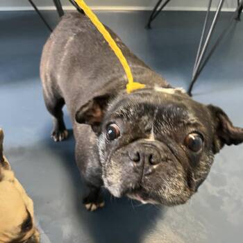 French Bulldog Dogs Available for Adoption - Patty (Molly) | PetCurious