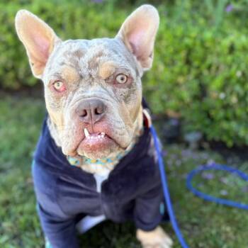 Goblin Pancake -  English Bulldog and French Bulldog Dog for Adoption in Los Angeles, California - Goblin Pancake | PetCurious