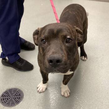 Rescue Pit Bull Terrier Dogs for Adoption in Abilene, Texas - Nubbs | PetCurious