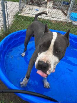 Rescue American Staffordshire Terrier Dogs for Adoption in Manning, South Carolina - Titan | PetCurious