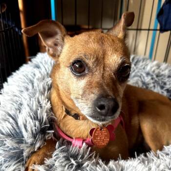 Chihuahua and Wirehaired Terrier Dogs Available for Adoption in Helena, Alabama - Chloe | PetCurious