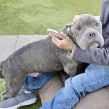 Pit Bull Terrier Dogs Available for Adoption in Apple Valley, California - Major | PetCurious