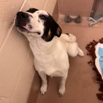 Basset Hound and Cattle Dog Dogs Available for Adoption in Reno, Nevada - Eve | PetCurious