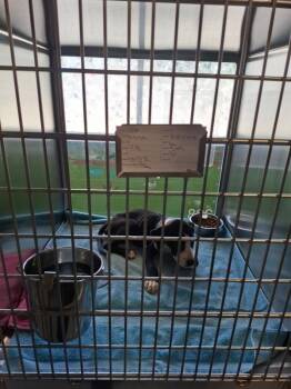 Pen 228 Swan -  Pit Bull Terrier Dog for Adoption in Lawrenceville, Georgia - Pen 228 Swan | PetCurious